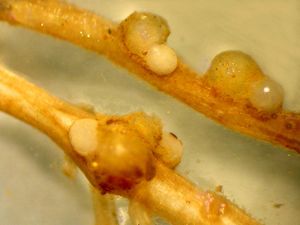 uploads/images/pest/blackgram nematodes.jpg